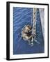 German Diver Goes Down-null-Framed Premium Photographic Print