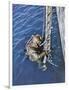 German Diver Goes Down-null-Framed Photographic Print