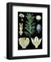 German Educational Plate: Laurus nobilis Linna-null-Framed Art Print