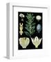 German Educational Plate: Laurus nobilis Linna-null-Framed Art Print