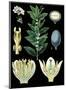 German Educational Plate: Laurus nobilis Linna-null-Mounted Art Print