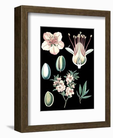 German Educational Plate: Prunus amygdalus-null-Framed Art Print