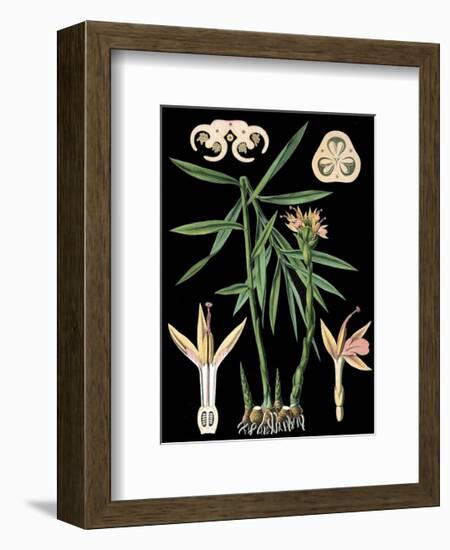 German Educational Plate: Zingiber officinale Roscoe-null-Framed Art Print