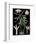 German Educational Plate: Zingiber officinale Roscoe-null-Framed Art Print