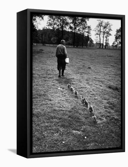 German Ethologist Dr. Konrad Z. Lorenz Studying Habits of Ducks and Geese at Woodland Institute-Thomas D^ Mcavoy-Framed Stretched Canvas