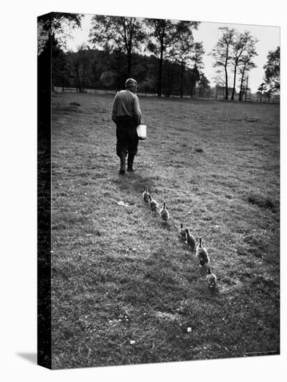German Ethologist Dr. Konrad Z. Lorenz Studying Habits of Ducks and Geese at Woodland Institute-Thomas D^ Mcavoy-Stretched Canvas
