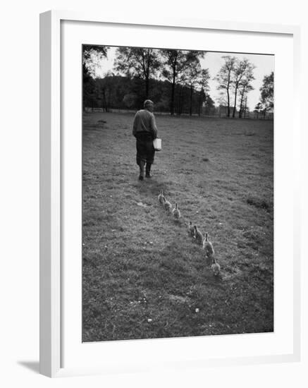 German Ethologist Dr. Konrad Z. Lorenz Studying Unlearned Habits of Goslings at Woodland Institute-null-Framed Photographic Print