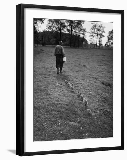 German Ethologist Dr. Konrad Z. Lorenz Studying Unlearned Habits of Goslings at Woodland Institute-null-Framed Photographic Print