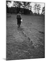German Ethologist Dr. Konrad Z. Lorenz Studying Unlearned Habits of Goslings at Woodland Institute-null-Mounted Photographic Print