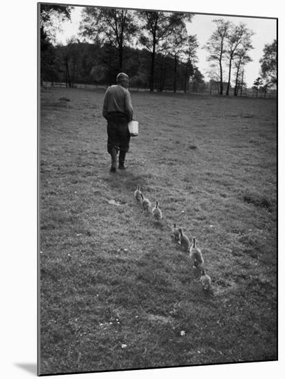 German Ethologist Dr. Konrad Z. Lorenz Studying Unlearned Habits of Goslings at Woodland Institute-null-Mounted Photographic Print