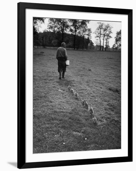 German Ethologist Dr. Konrad Z. Lorenz Studying Unlearned Habits of Goslings at Woodland Institute-null-Framed Photographic Print