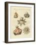 German Geaster-null-Framed Giclee Print