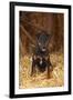 German Hunting Terrier, Young Bitch, Age 9 Months, Sitting In Straw-Petra Wegner-Framed Photographic Print