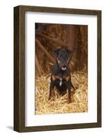 German Hunting Terrier, Young Bitch, Age 9 Months, Sitting In Straw-Petra Wegner-Framed Photographic Print