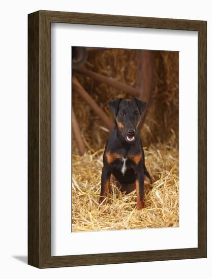 German Hunting Terrier, Young Bitch, Age 9 Months, Sitting In Straw-Petra Wegner-Framed Photographic Print