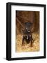 German Hunting Terrier, Young Bitch, Age 9 Months, Sitting In Straw-Petra Wegner-Framed Photographic Print