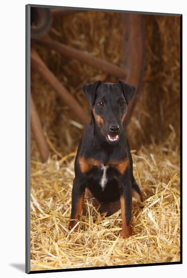 German Hunting Terrier, Young Bitch, Age 9 Months, Sitting In Straw-Petra Wegner-Mounted Photographic Print