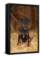 German Hunting Terrier, Young Bitch, Age 9 Months, Sitting In Straw-Petra Wegner-Framed Stretched Canvas