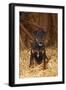 German Hunting Terrier, Young Bitch, Age 9 Months, Sitting In Straw-Petra Wegner-Framed Photographic Print