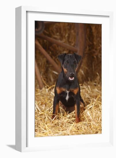 German Hunting Terrier, Young Bitch, Age 9 Months, Sitting In Straw-Petra Wegner-Framed Photographic Print