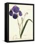 German Iris; Iris Germanica, C. 1815-1851-Capitaine Pelletier-Framed Stretched Canvas