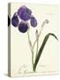 German Iris; Iris Germanica, C. 1815-1851-Capitaine Pelletier-Stretched Canvas