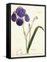 German Iris; Iris Germanica, C. 1815-1851-Capitaine Pelletier-Framed Stretched Canvas