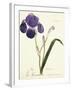 German Iris; Iris Germanica, C. 1815-1851-Capitaine Pelletier-Framed Giclee Print