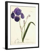 German Iris; Iris Germanica, C. 1815-1851-Capitaine Pelletier-Framed Giclee Print