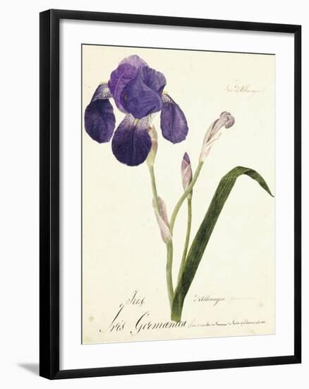 German Iris; Iris Germanica, C. 1815-1851-Capitaine Pelletier-Framed Giclee Print