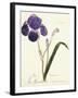 German Iris; Iris Germanica, C. 1815-1851-Capitaine Pelletier-Framed Giclee Print