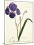 German Iris; Iris Germanica, C. 1815-1851-Capitaine Pelletier-Mounted Giclee Print