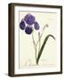 German Iris; Iris Germanica, C. 1815-1851-Capitaine Pelletier-Framed Giclee Print