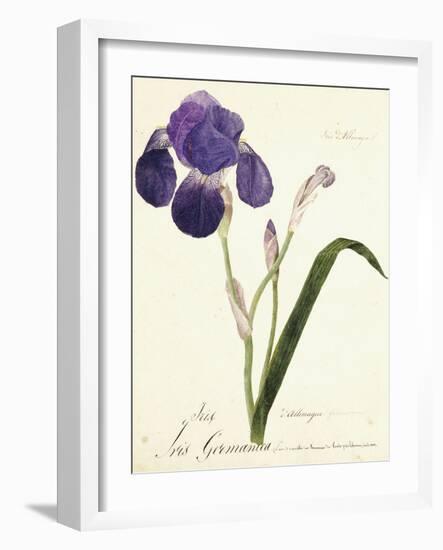 German Iris; Iris Germanica, C. 1815-1851-Capitaine Pelletier-Framed Giclee Print