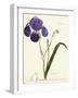 German Iris; Iris Germanica, C. 1815-1851-Capitaine Pelletier-Framed Giclee Print