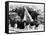 German Military Parade in Paris, June 1940-null-Framed Stretched Canvas