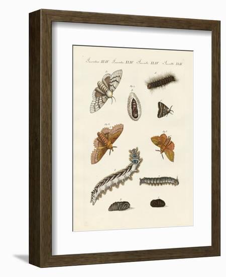 German Moths-null-Framed Giclee Print