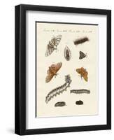 German Moths-null-Framed Giclee Print