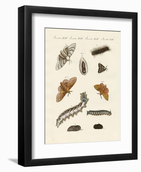 German Moths-null-Framed Giclee Print