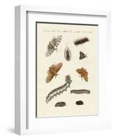 German Moths-null-Framed Giclee Print