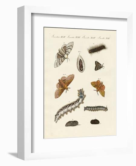 German Moths-null-Framed Giclee Print