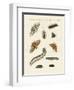 German Moths-null-Framed Giclee Print