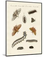 German Moths-null-Mounted Giclee Print