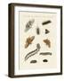 German Moths-null-Framed Giclee Print