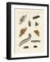 German Moths-null-Framed Giclee Print