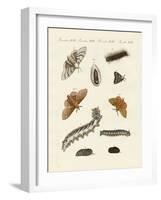 German Moths-null-Framed Giclee Print