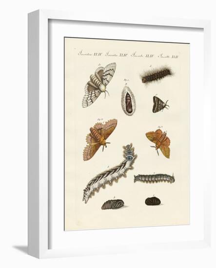 German Moths-null-Framed Giclee Print