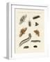 German Moths-null-Framed Giclee Print