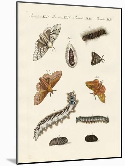 German Moths-null-Mounted Giclee Print