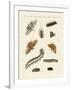 German Moths-null-Framed Giclee Print